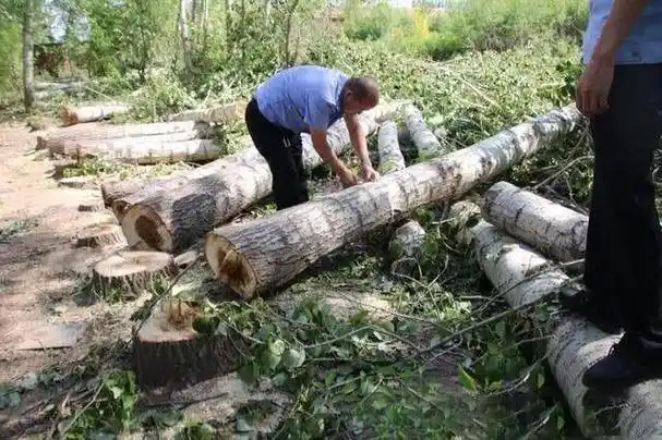 何罪之有农民砍伐700棵自家杨树卖钱居然获刑2年