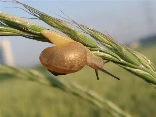 旱起的蜗牛_摄影作品_上海学习网
