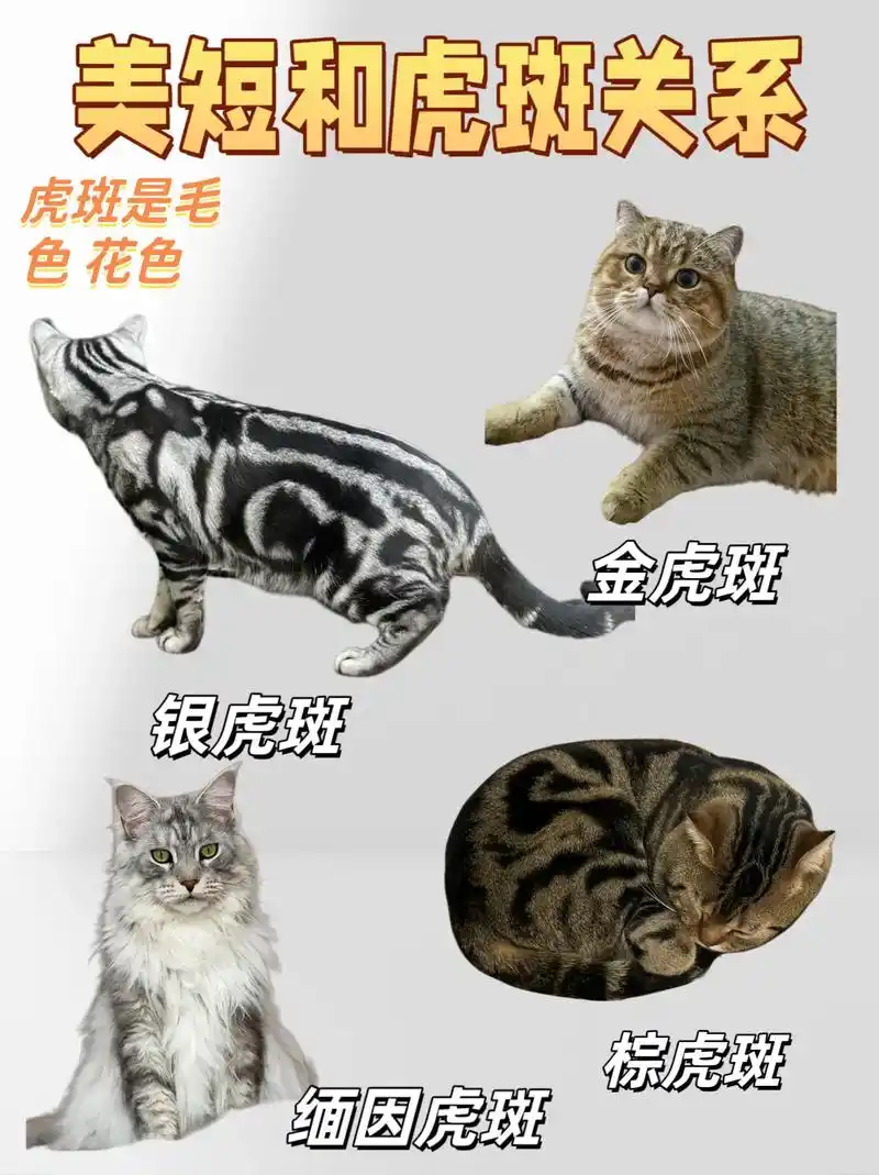 有美短虎斑金虎斑,银虎斑,棕虎斑,虎斑缅因等等#抖in萌宠计划 #养猫