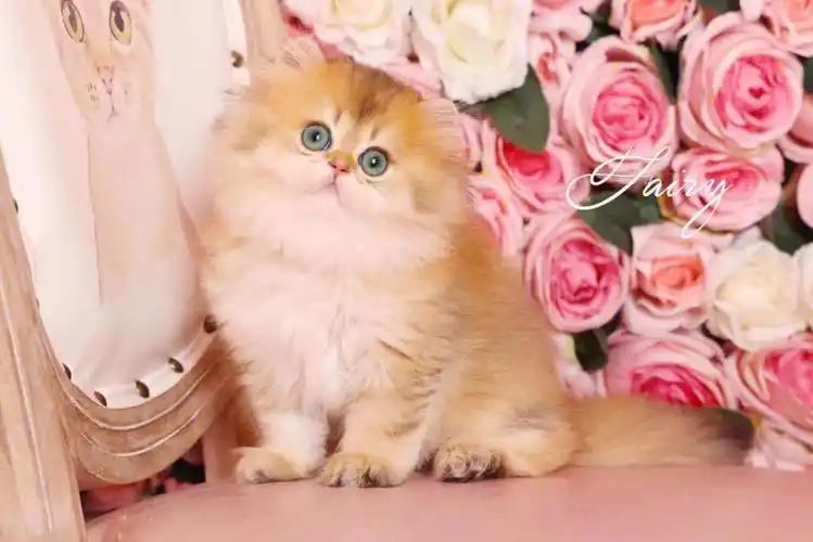 一波长毛金渐层弟弟来袭有没有你心仪的宝