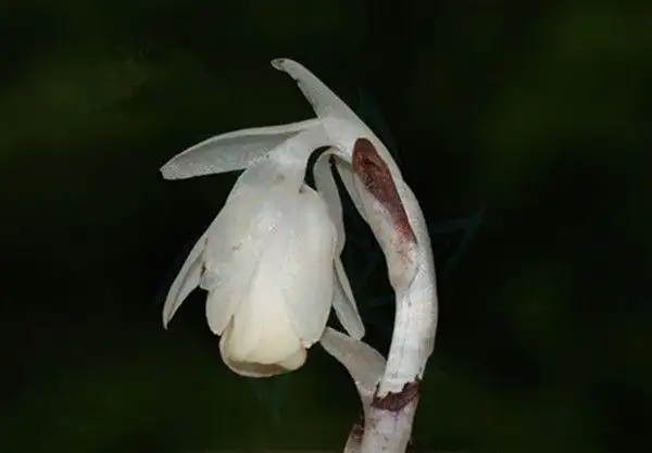 全世界最诡异的幽灵之花水晶兰你见过吗