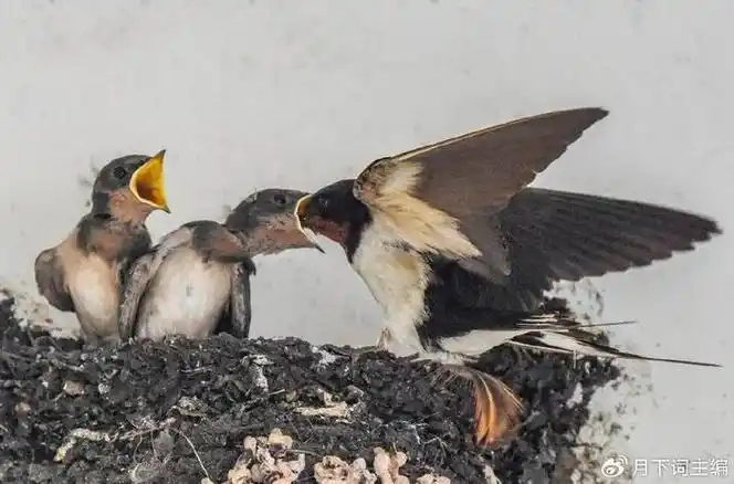 俗语:"宅子现四喜,家中出能人",你家有吗|宅子|能人|喜鹊_新浪新闻