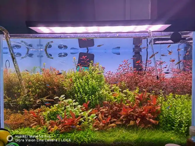 60缸荷兰景总是出问题