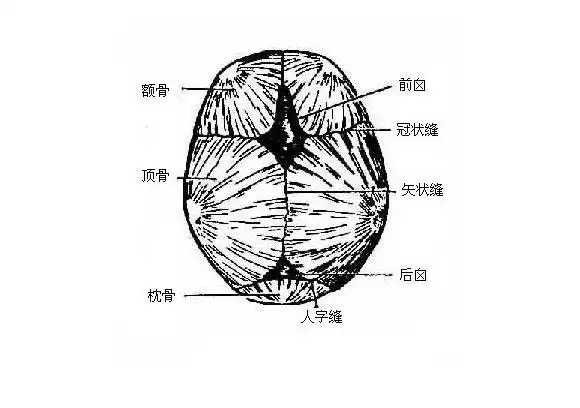 新生儿颅骨解剖示意图-人体解剖图