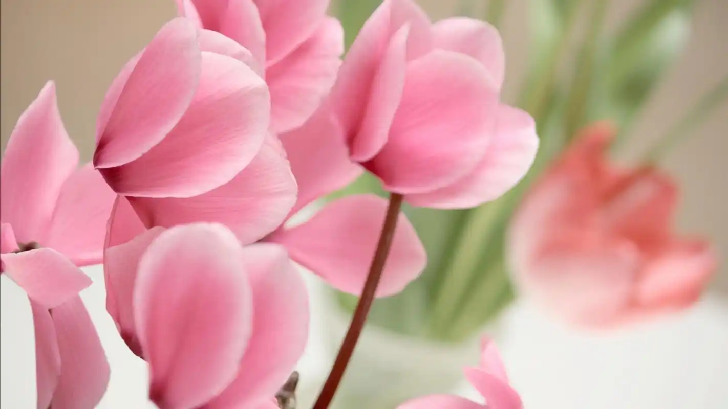 10wallpaper 植物 壁纸 2015年最美鲜花摄影高清桌面壁纸 >>壁纸下载