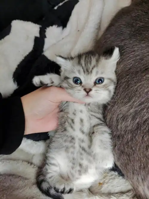 美短蓝猫的娃