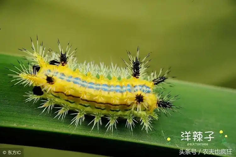 在农村被洋辣子蛰了,怎么处理好?老农:"以毒攻毒"很实用!