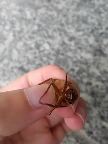 这虫子学名是什么啊,它要飞的时候两个胡须就会起来,一到夏天就出现