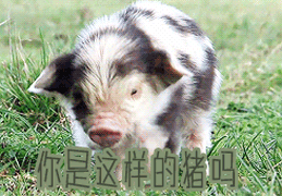 你是猪吗gif动图_动态图_表情包下载_soogif