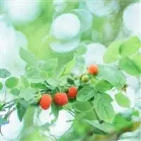 最吉利的花草微信头像