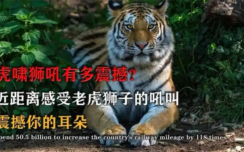 虎啸狮吼有多震撼?近距离感受老虎狮子的吼叫,震撼你的耳朵!