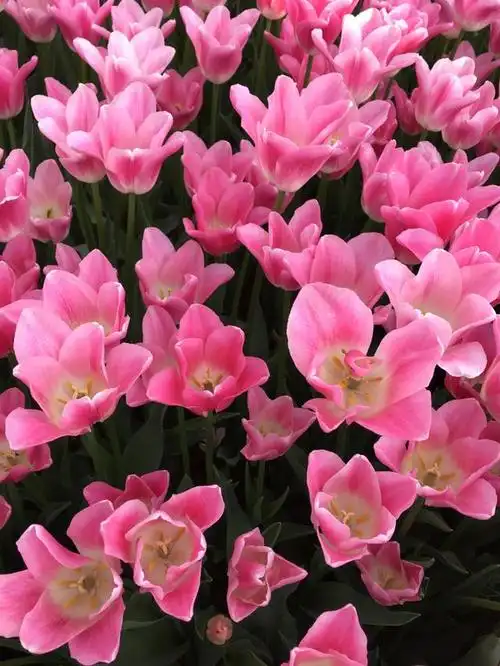 粉色郁金香花语和寓意