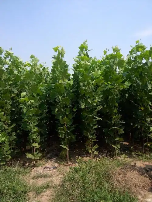 山区法桐小苗的耕种育苗技术方法