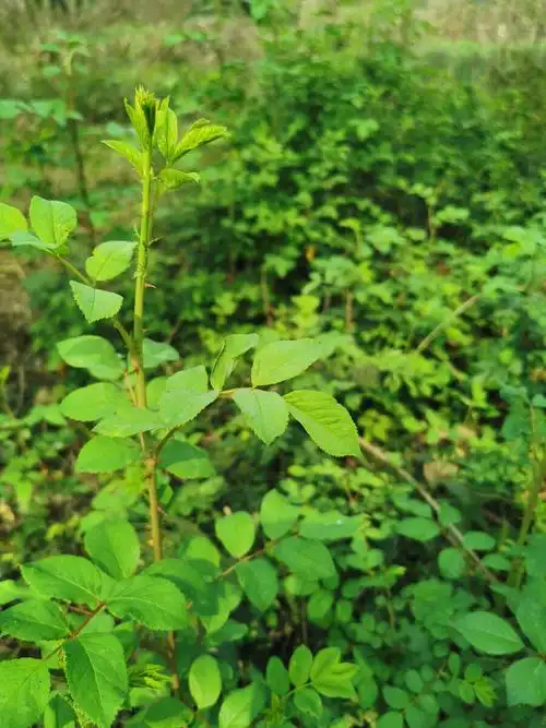 可以吃的带刺植物