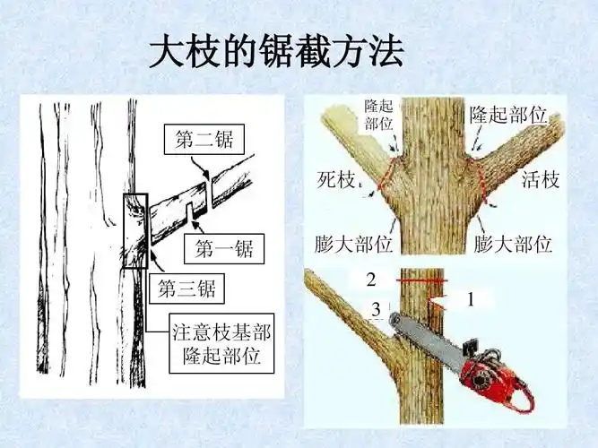 园林树木整形修剪ppt