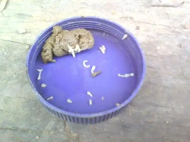 请老师帮看下这是什么寄生虫如何是好呀