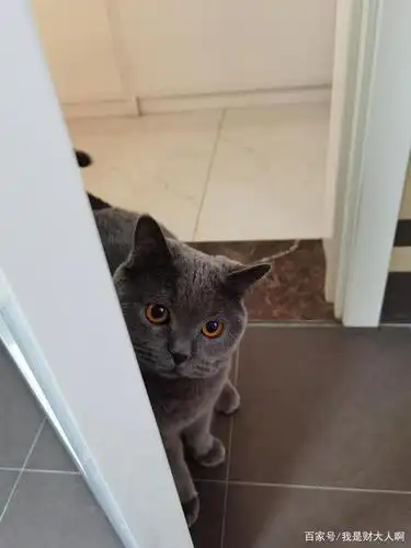 是否需要给猫咪做绝育(或去势)手术?