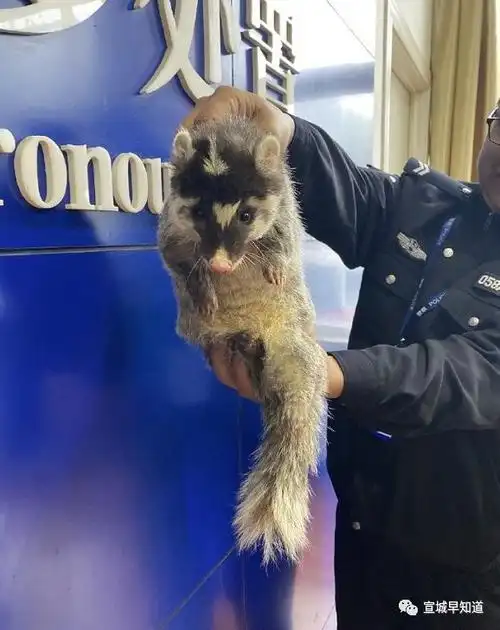 宣城惊现国家二级保护动物,"白面子"_果子狸