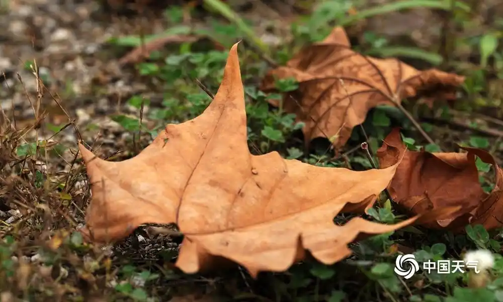 贵阳:风吹黄叶落 天凉好个秋-天气图集-中国天气网