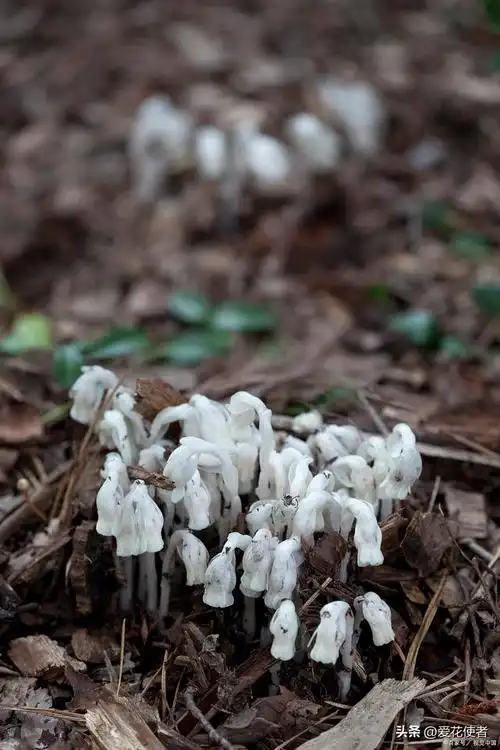 但根据其大小不同兰值,市场的价值一棵也有较大差距,水晶兰,通常一株