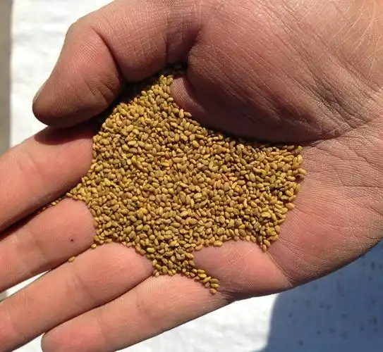 bt种子 种子保险