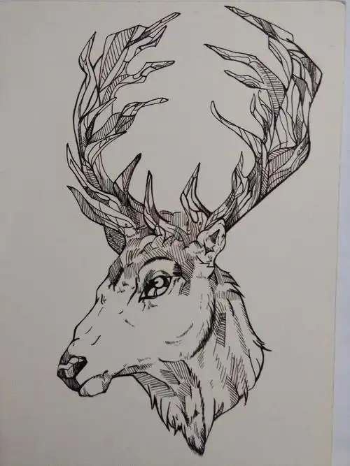 临摹 麋鹿 手绘