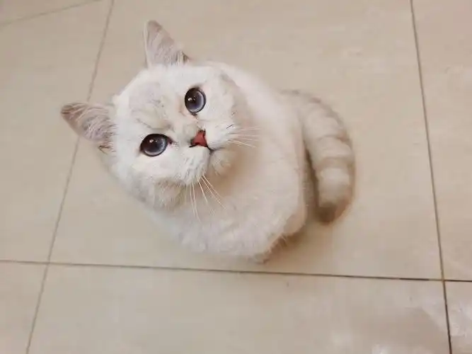 英短银点对外借配蓝眼睛猫 英短银点带长毛基因