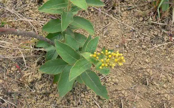 白牛胆别名:毛老虎(《生草药性备要》),猪耳风,大