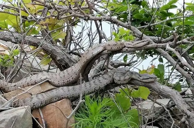 大连蛇岛2万条毒蛇泛滥,毒性逐渐增强,为什么不歼灭它们?