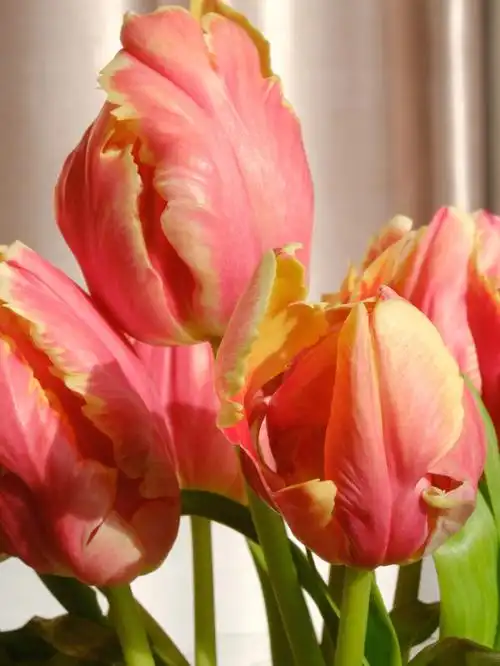 parrot tulip 鹦鹉郁金香🦜🌷