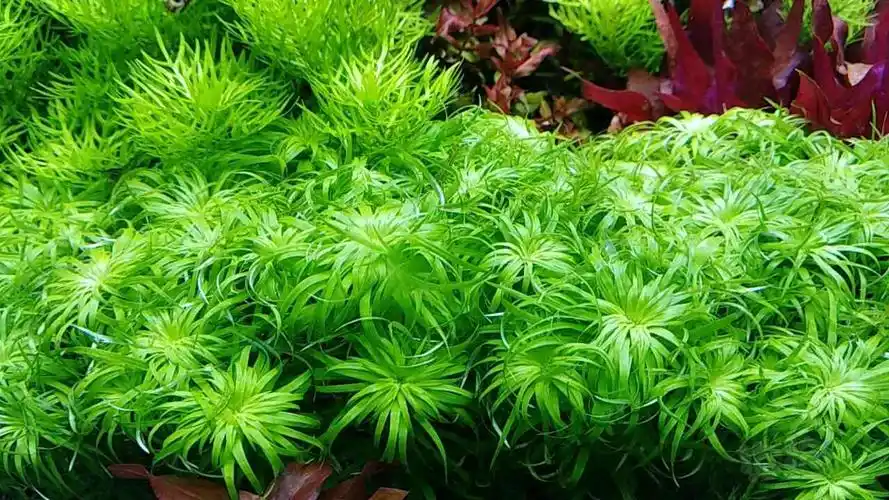 【水草】出份水草普太