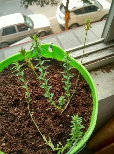 蓝花亚麻苗怎么成这样了啊,有没有懂的师傅,教我一下啊,哭了.