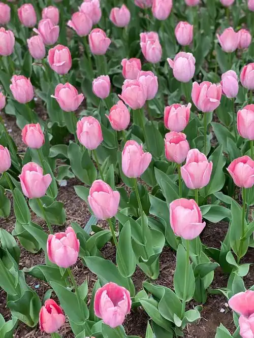 郁金香花语永恒的爱78