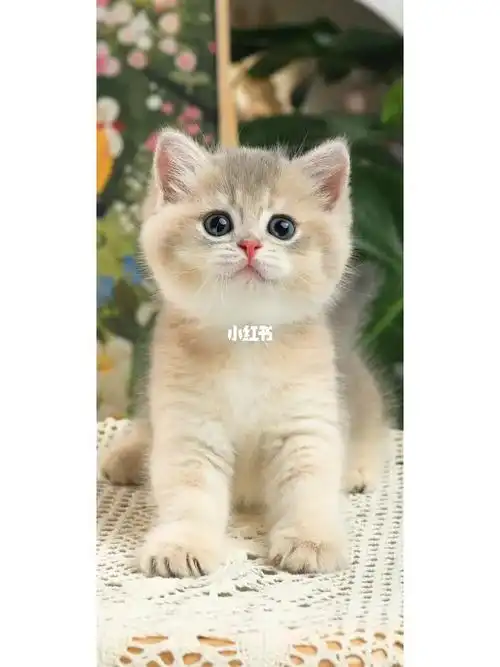 蓝金渐层弟弟可爱蹲家长,905