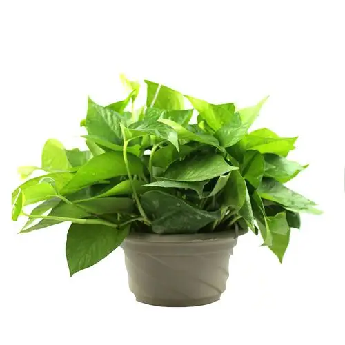 huamingtang 花名堂 绿萝 水培植物 吊绿萝 吊兰净化空气 防辐射 绿植