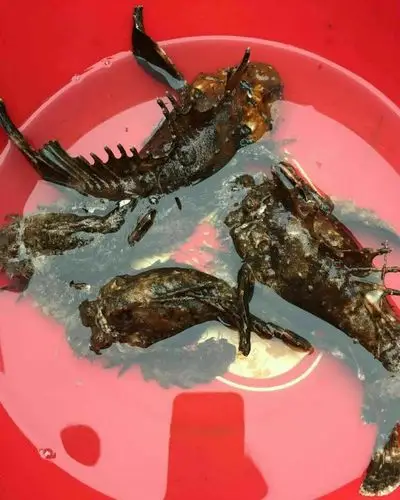 小岛渔村 品种简介