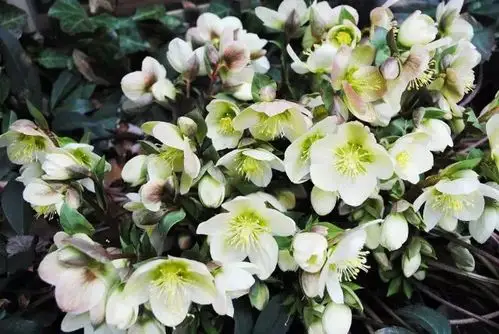 铁筷子花语:锐利花色:缕原产地:欧洲关于他的绿菟葵绿菟葵有着宽大的