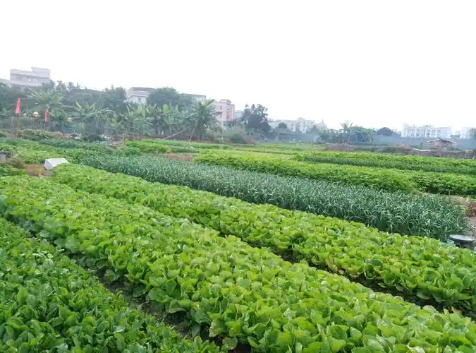在深圳有块菜地,请教各位大神,如何致富?_百度知道