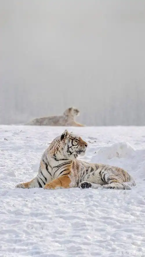 雪地里的东北虎