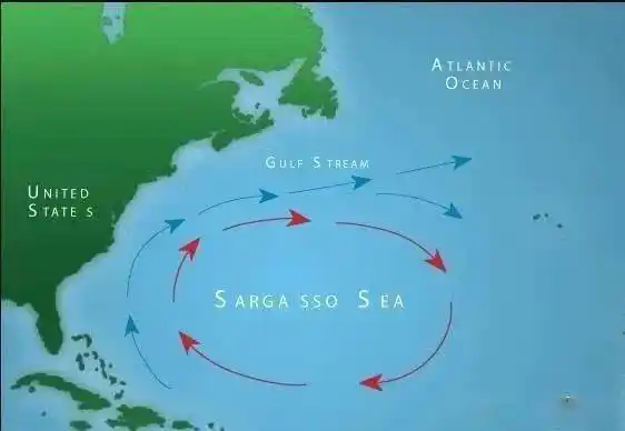 马尾藻海为何被称为"海上坟墓"?它真的如传言中有神奇魔力吗?