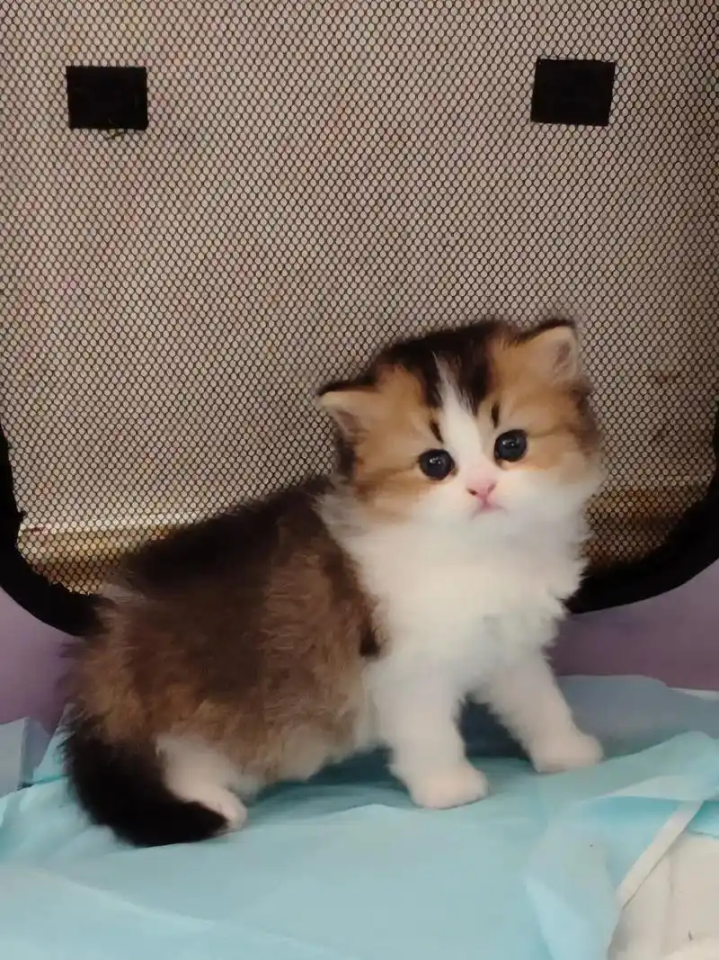 上海金加白高地妹妹找新家.