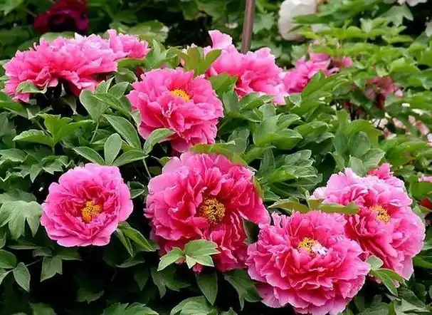 牡丹栽种的最佳时机,以及品种的选择,花友该知道