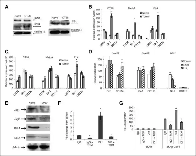 effects of notch signaling on regulation of myeloid cell