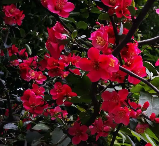 二月海棠压群芳