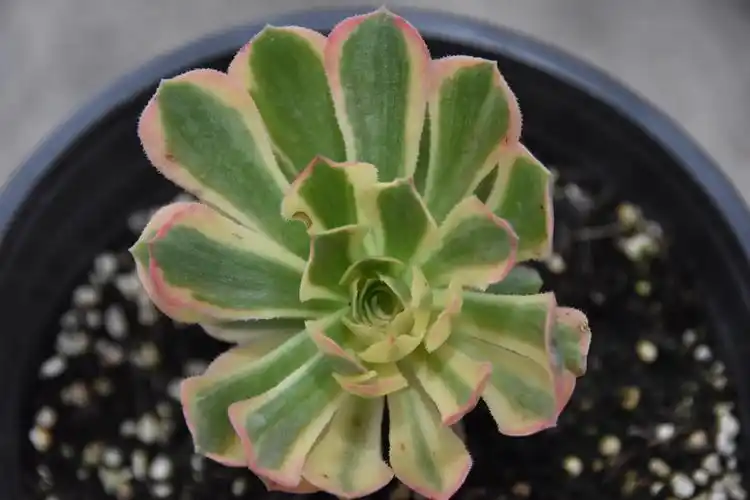 法师新品之艳凝法师(绿羊绒锦)诞生记 - 美篇