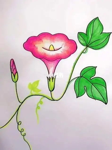 黑板报牵牛花简笔画彩色