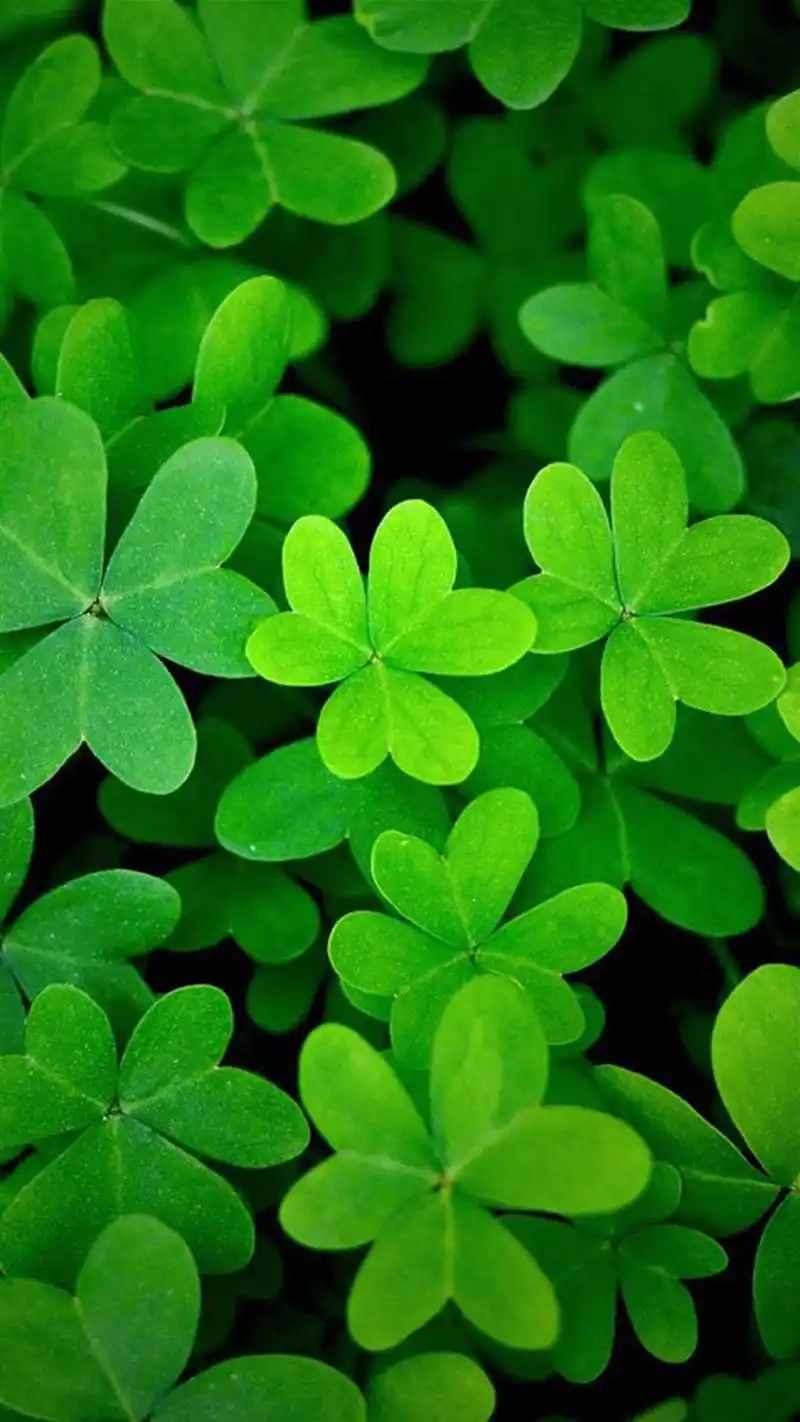 小清新绿色护眼手机壁纸