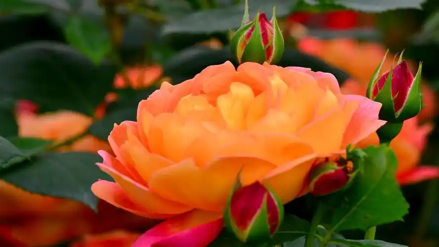 女人是世界上最美的花