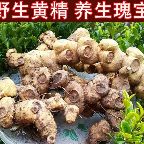 野生黄精王中黄帝精野中药新鲜王中王黄精