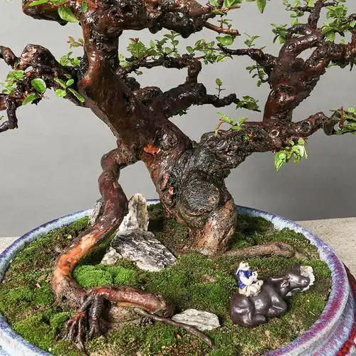 一物一拍st0376小叶雀梅盆景老桩造型大型摆件绿植